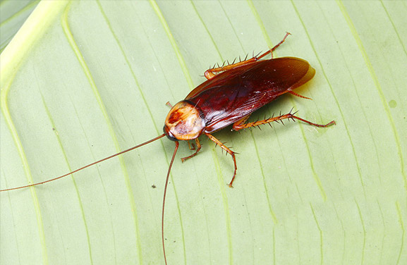 如何進(jìn)行蟑螂滅治？讓我來(lái)帶你看一下