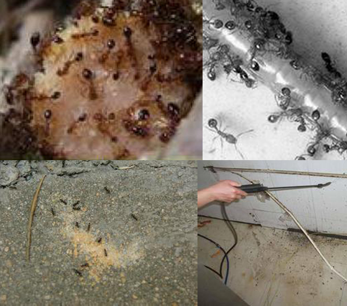 螞蟻的生活習(xí)性？