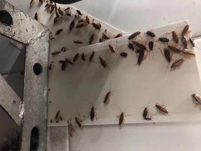 家庭使用滅蟑螂藥物的方法是什么？