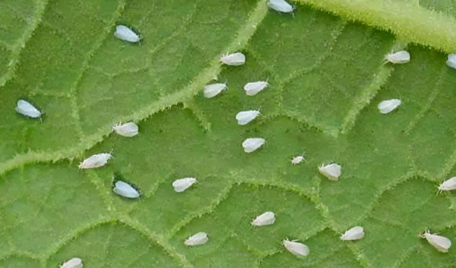 白粉虱最怕什么？