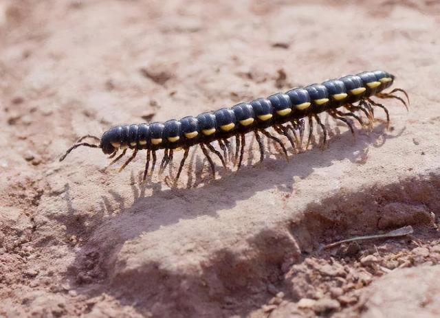 馬陸蟲是什么昆蟲？
