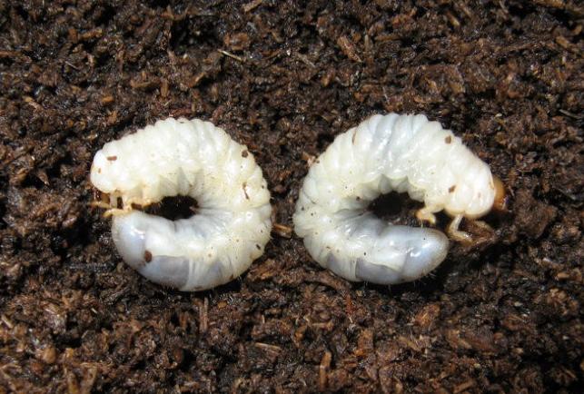 蠐螬最怕什么？