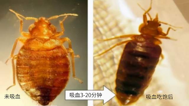 怎樣徹底消滅臭蟲？