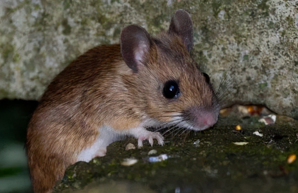 有害生物的冷知識，看看你知道幾個？