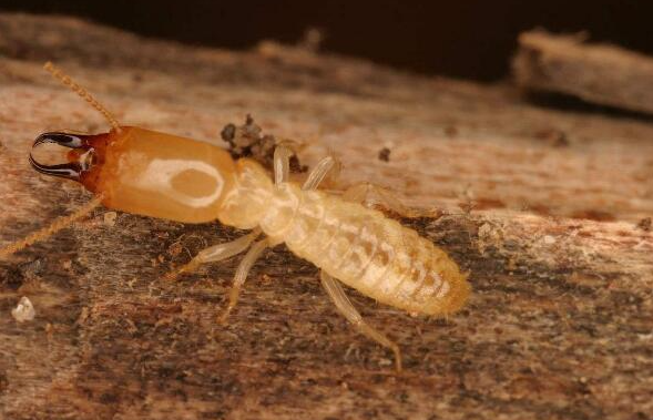 為什么南方的白蟻較多？