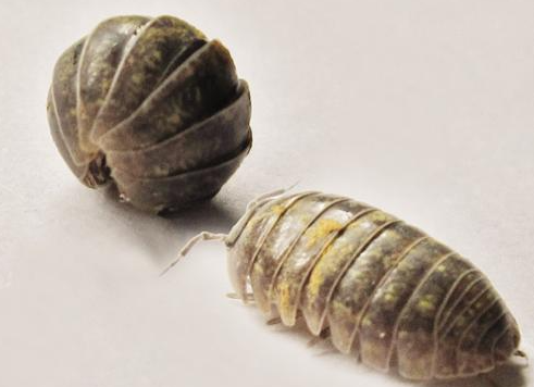 最有效的治潮蟲的辦法有哪些？如何預防？