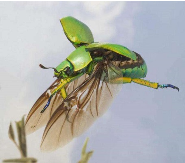 害蟲是怎么定義的？主要分為哪幾種？