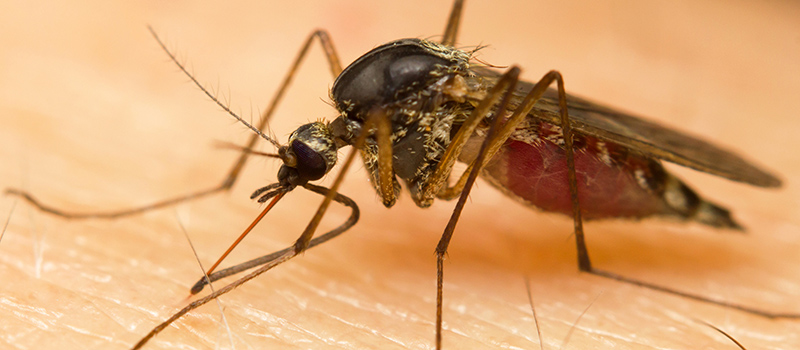 冬天的時候，蒼蠅和蚊子去哪兒了？