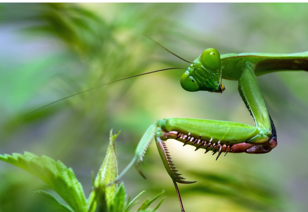 昆蟲沒有腦袋照樣活，這是為什么？