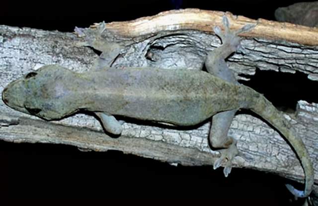 常說壁虎咬了無藥治，壁虎真的有毒嗎？