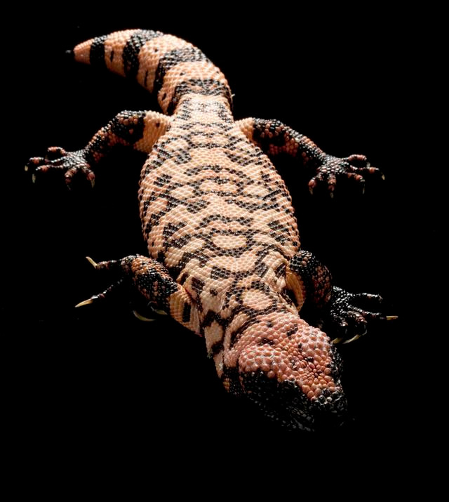 毒蛇的鼻祖，蜥蜴的毒王，如今瀕臨滅絕，人類該如何拯救它？