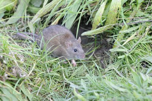 什么是褐家鼠？