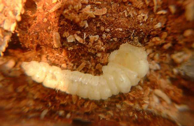 什么是天牛幼蟲？?