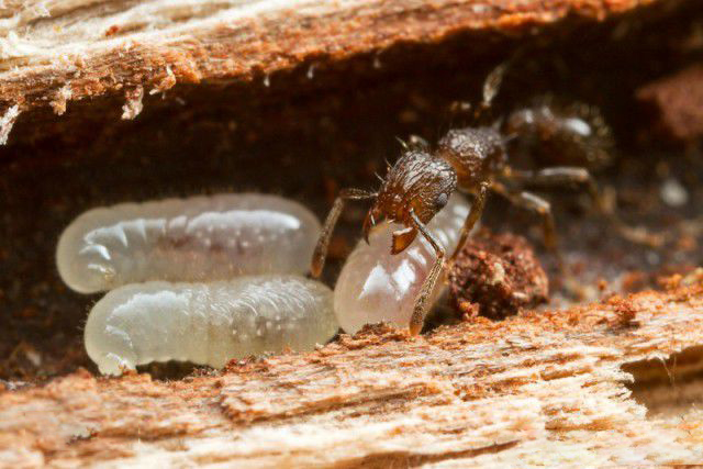 什么是鋪道蟻屬？