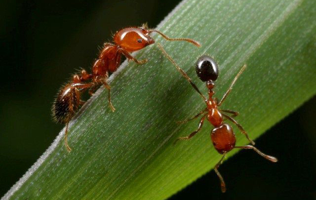 什么是火蟻屬，它的危害有多大？