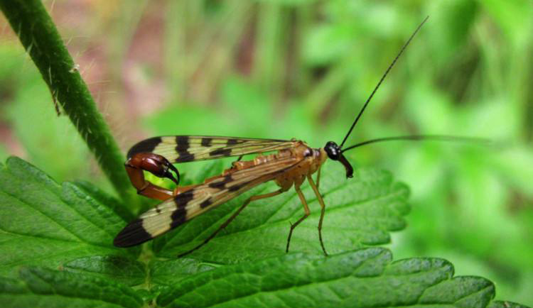 什么是長翅目？