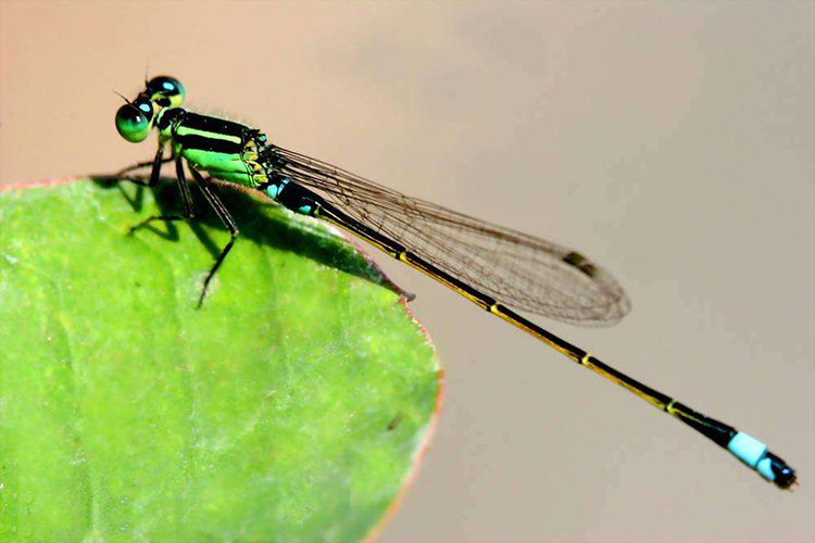 什么是蜻蜓？