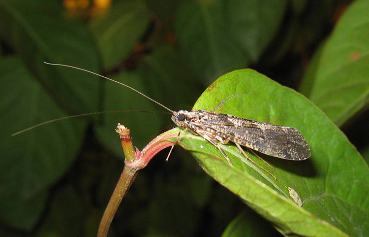 什么是毛翅目？